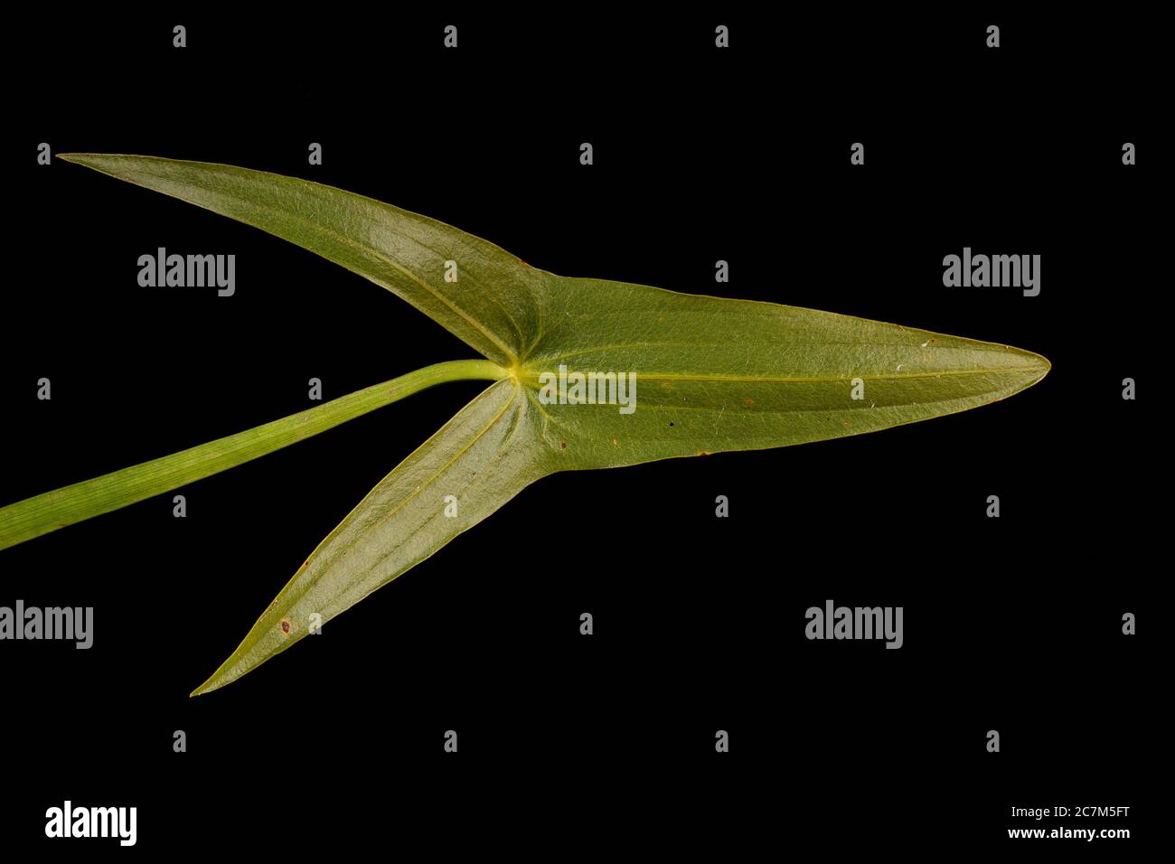 Arrowhead (Sagittaria sagittifolia). Leaf Closeup Stock Photo