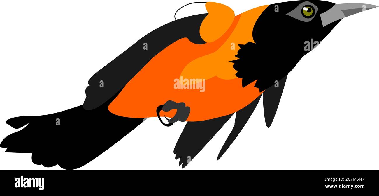 Illustration of a Venezuelan troupial (Icterus icterus) in flight Stock