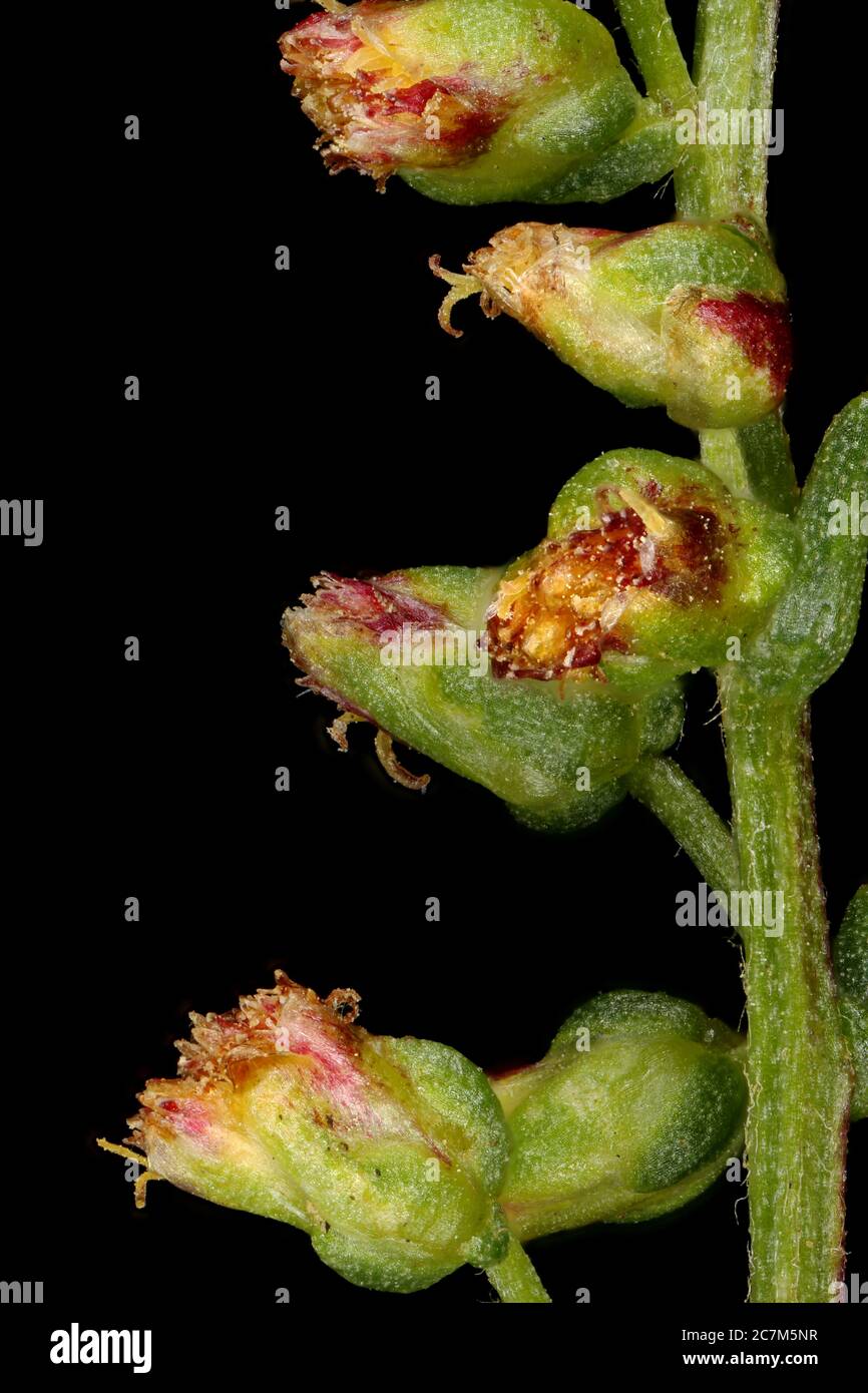 Field Wormwood (Artemisia campestris). Capitula Closeup Stock Photo