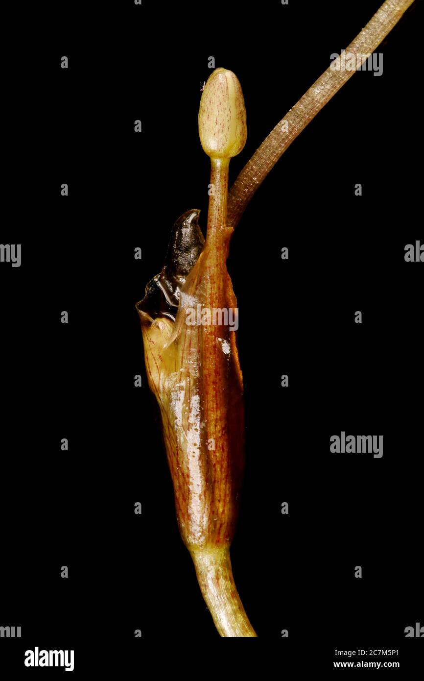 Frogbit (Hydrocharis morsus-ranae). Stem and Floral Bud Closeup Stock Photo