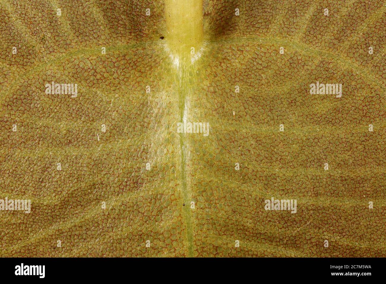 Frogbit (Hydrocharis morsus-ranae). Leaf Detail Closeup Stock Photo