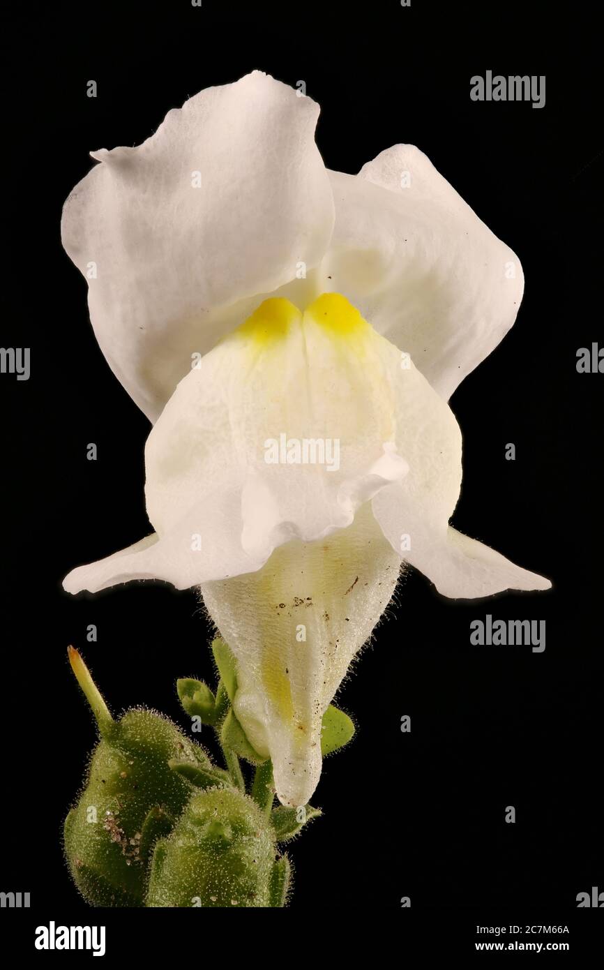 Snapdragon (Antirrhinum majus). Flower Closeup Stock Photo