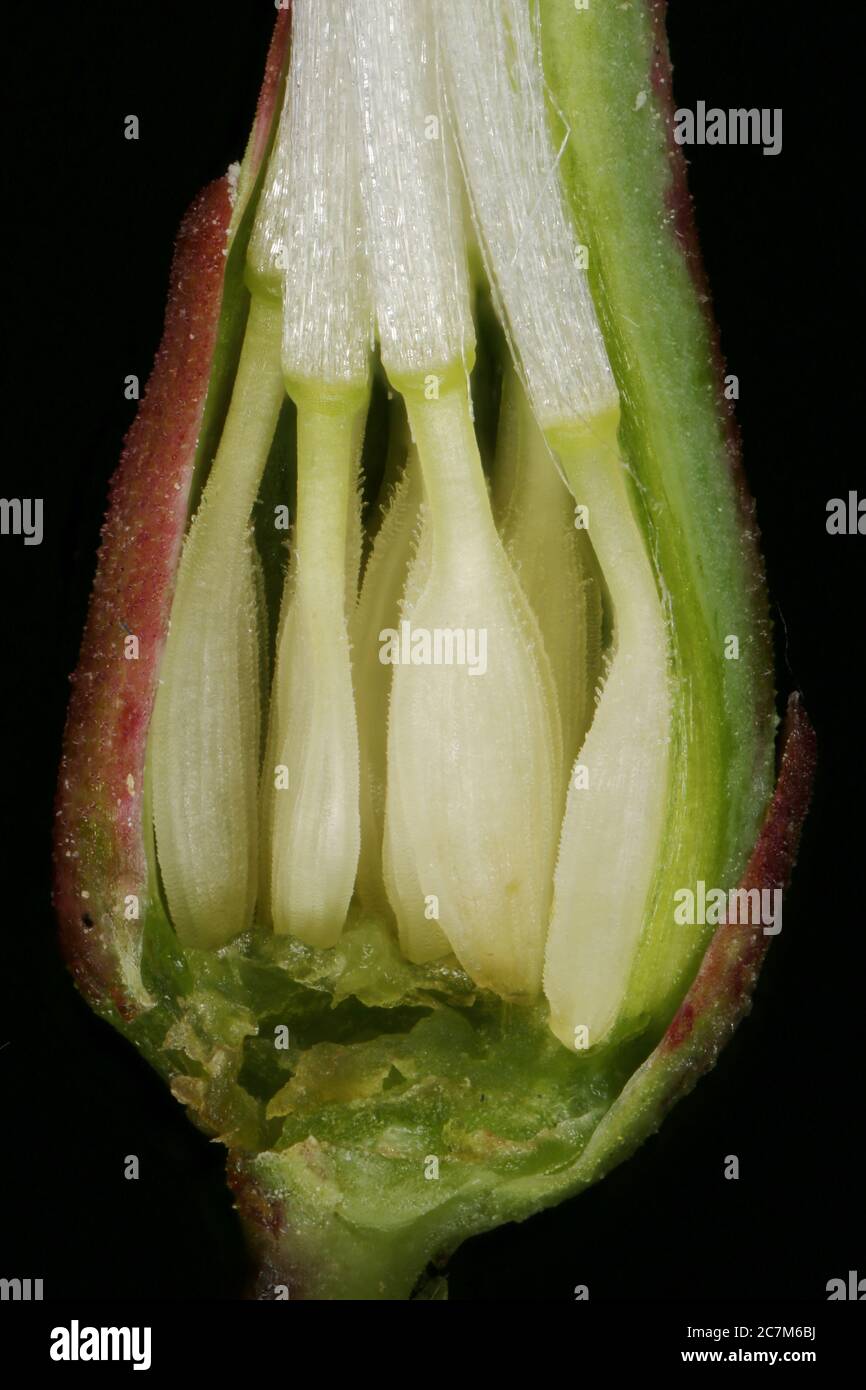 Prickly Lettuce (Lactuca serriola). Achenes Closeup Stock Photo