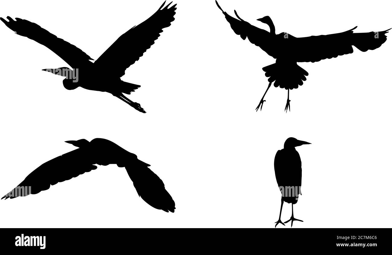 Four black isolated silhouettes of a gray heron (Ardea cinerea) in flight, landing and standing Stock Vector