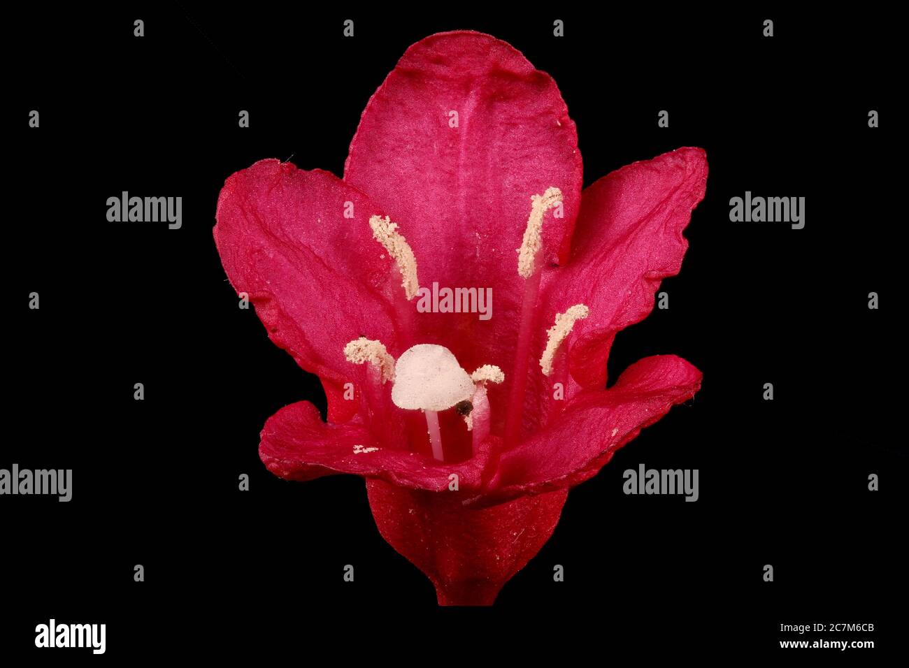 Early-Flowering Weigela (Weigela praecox). Flower Closeup Stock Photo