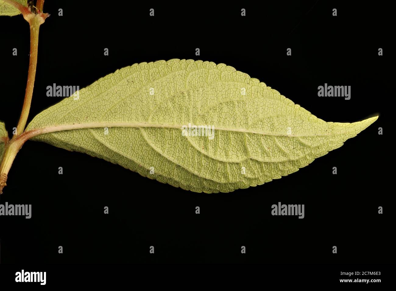 Weigela (Weigela praecox). Leaf Closeup Stock Photo