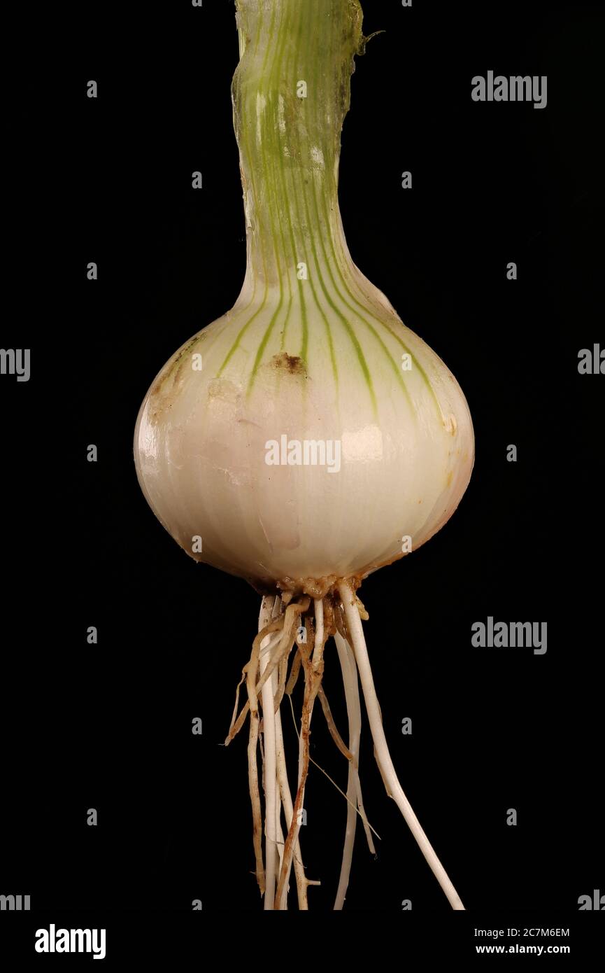 Allium cepa bulb hi-res stock photography and images - Alamy