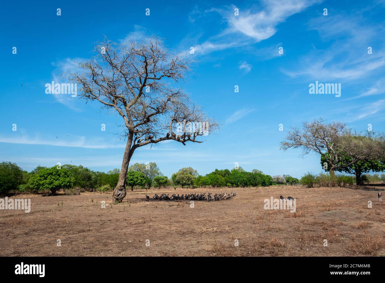 Group of Vultures eating under a tree. Photo taken in South Luangwa, Zambia. Stock Photo