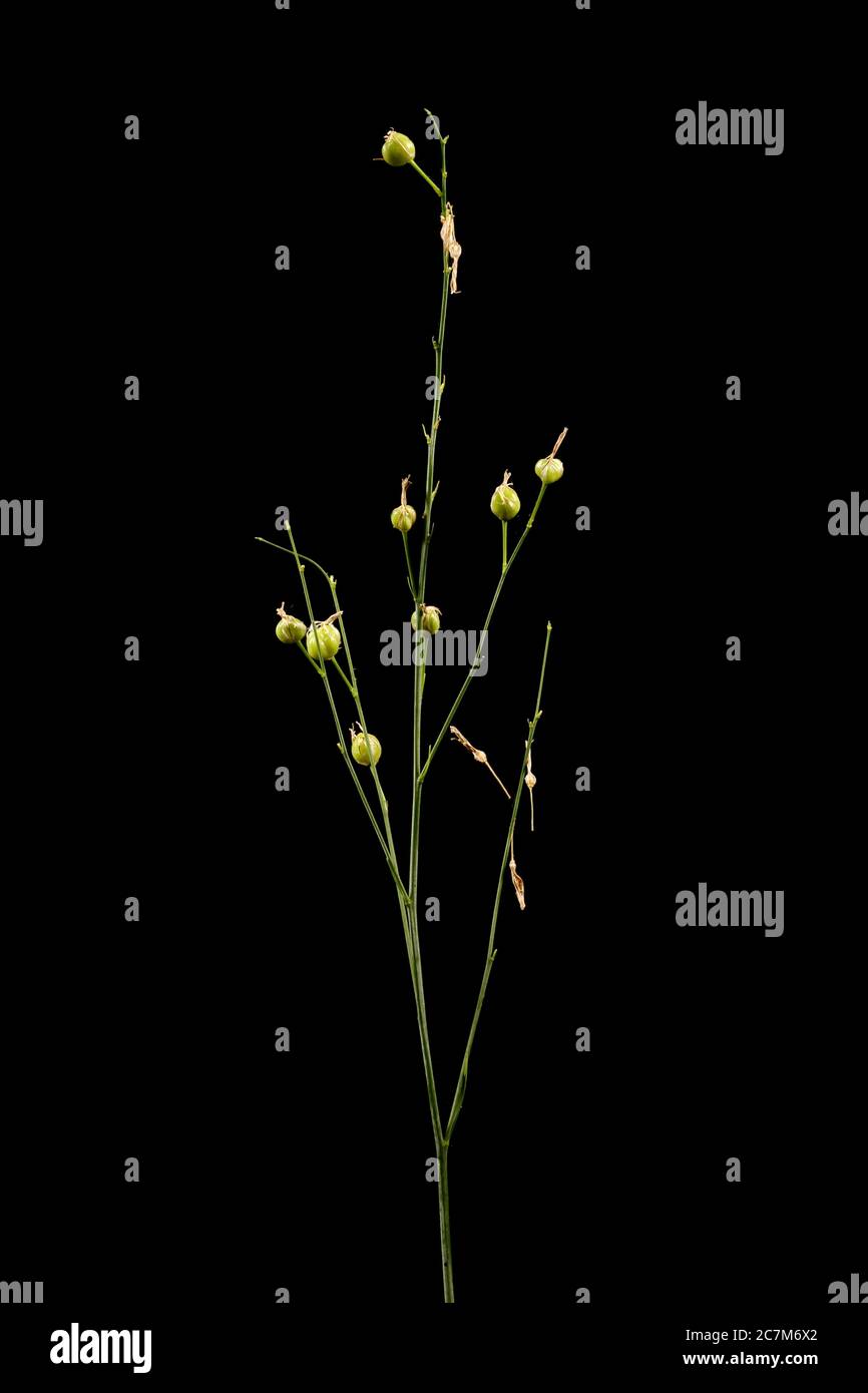 Branched St. Bernard's-Lily (Anthericum ramosum). Infructescence Closeup Stock Photo