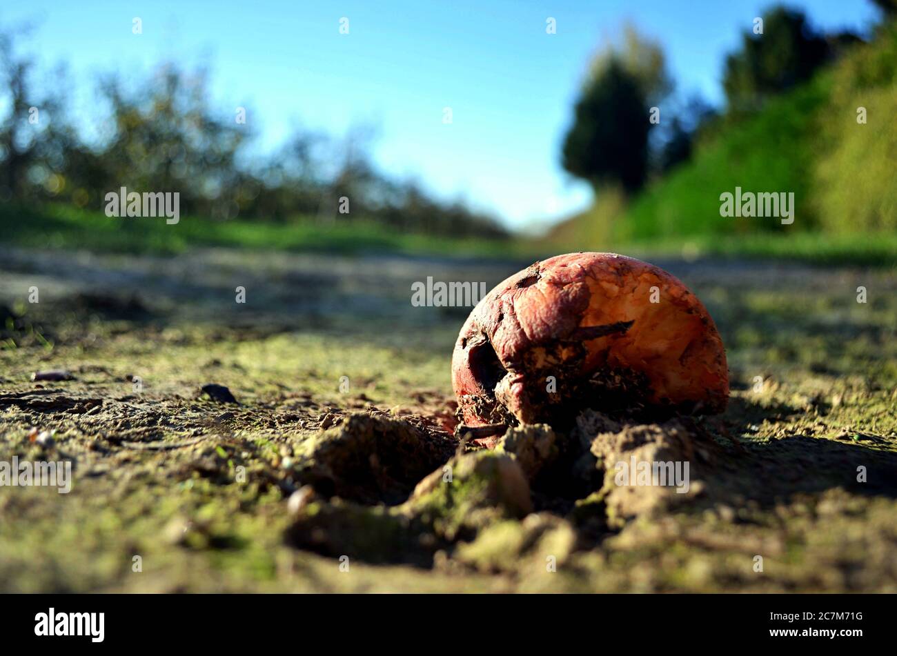 Closeup shot of a rotten and half-eaten apple on the ground Stock Photo
