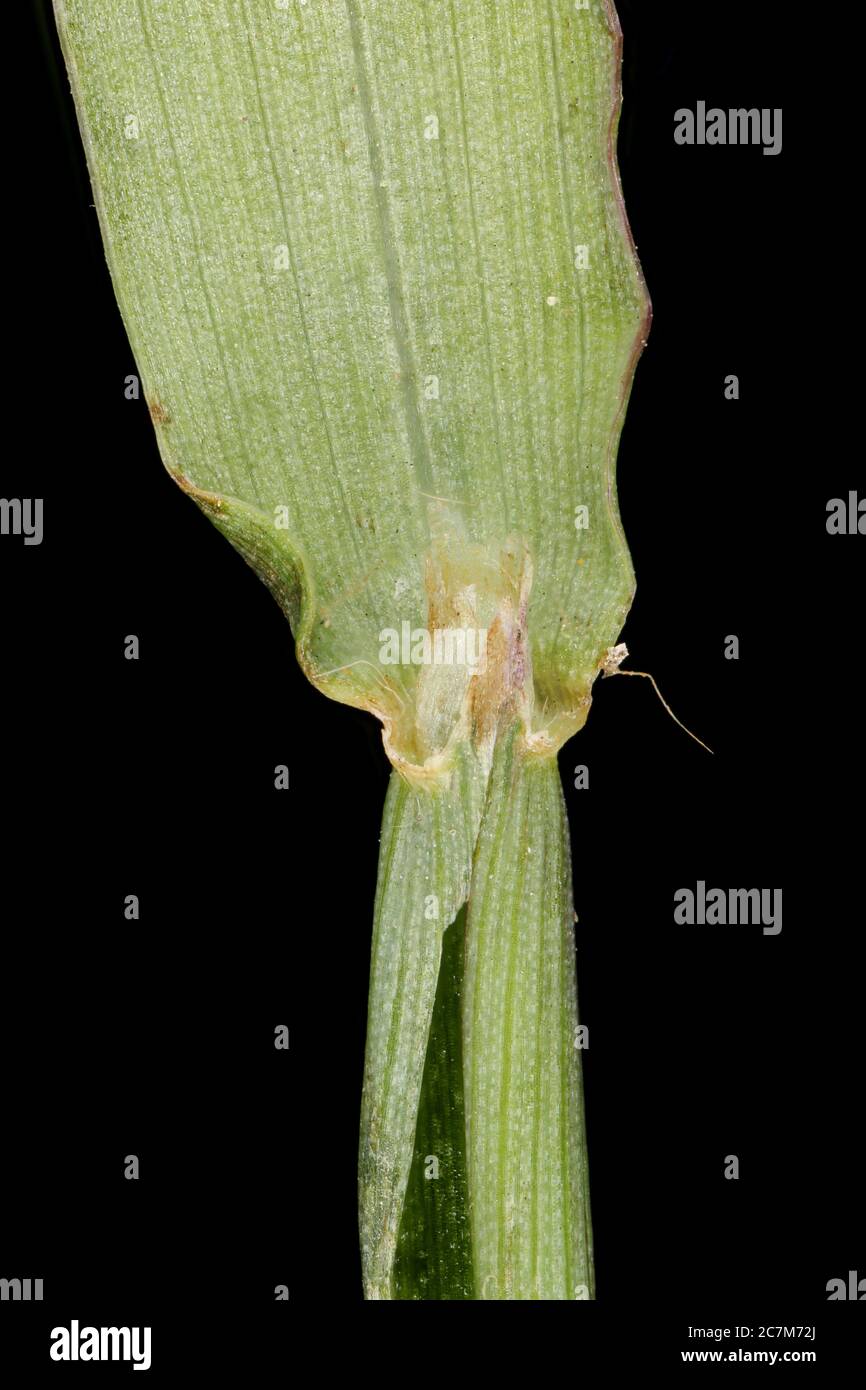Smooth Finger Grass (Digitaria ischaemum). Ligule Closeup Stock Photo