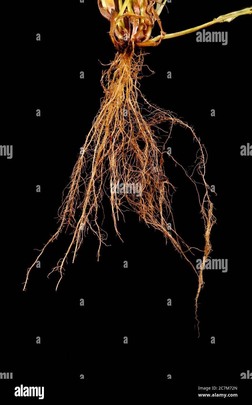 Smooth Finger Grass (Digitaria ischaemum). Roots Closeup Stock Photo