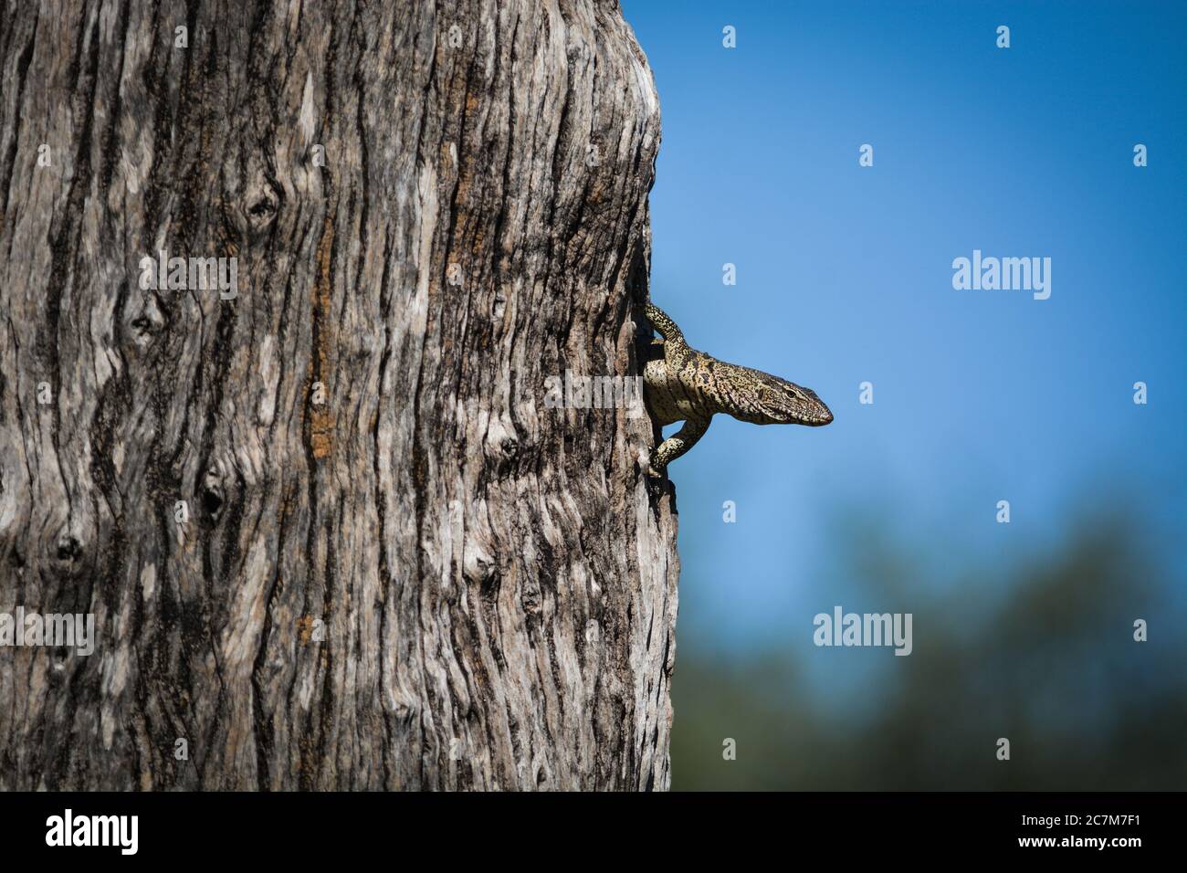 Monitor lizard climbing on the side of a tree. Photo taken in South
