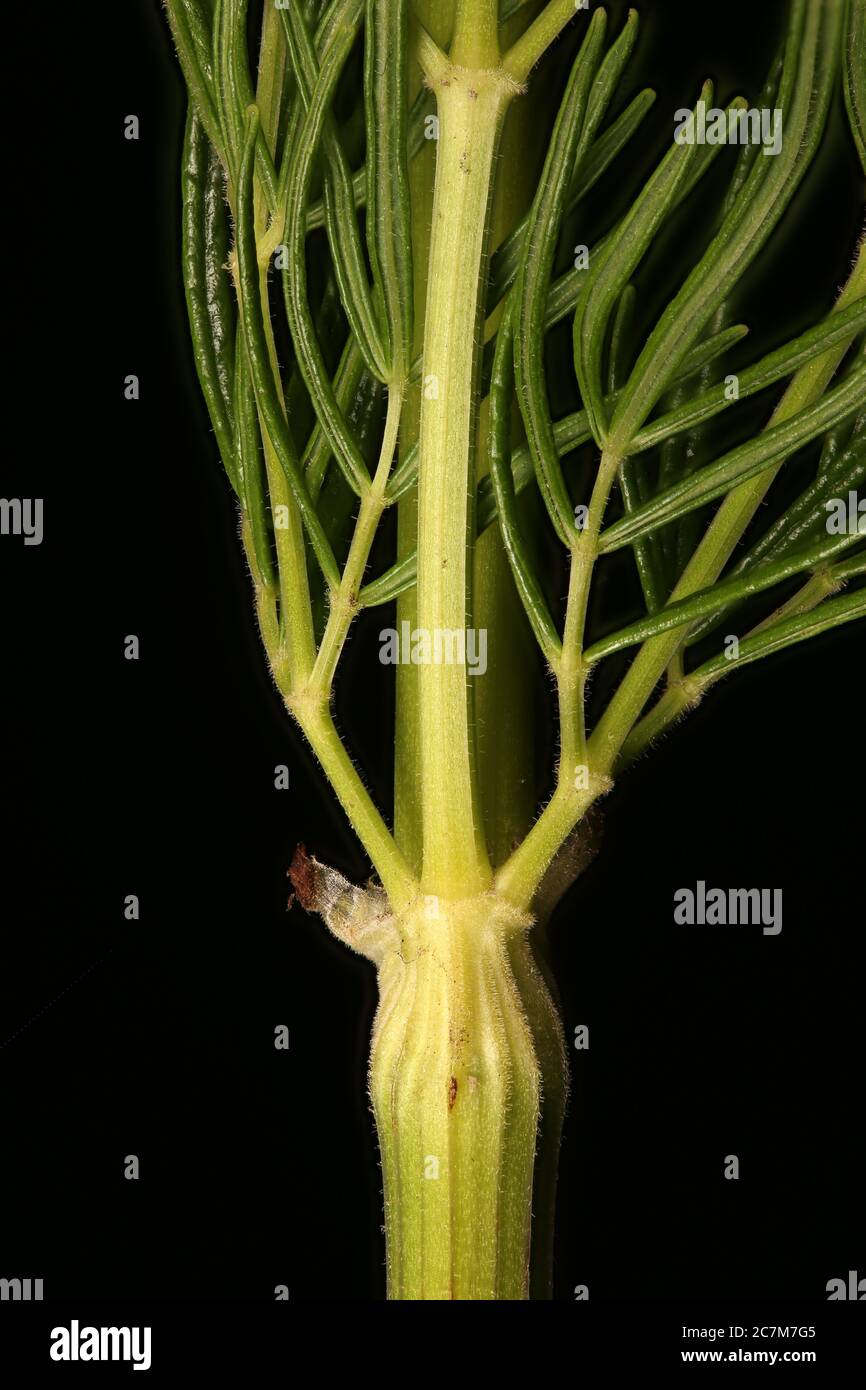 Bright Meadow-Rue (Thalictrum lucidum). Stem and Leaf Bases Closeup Stock Photo