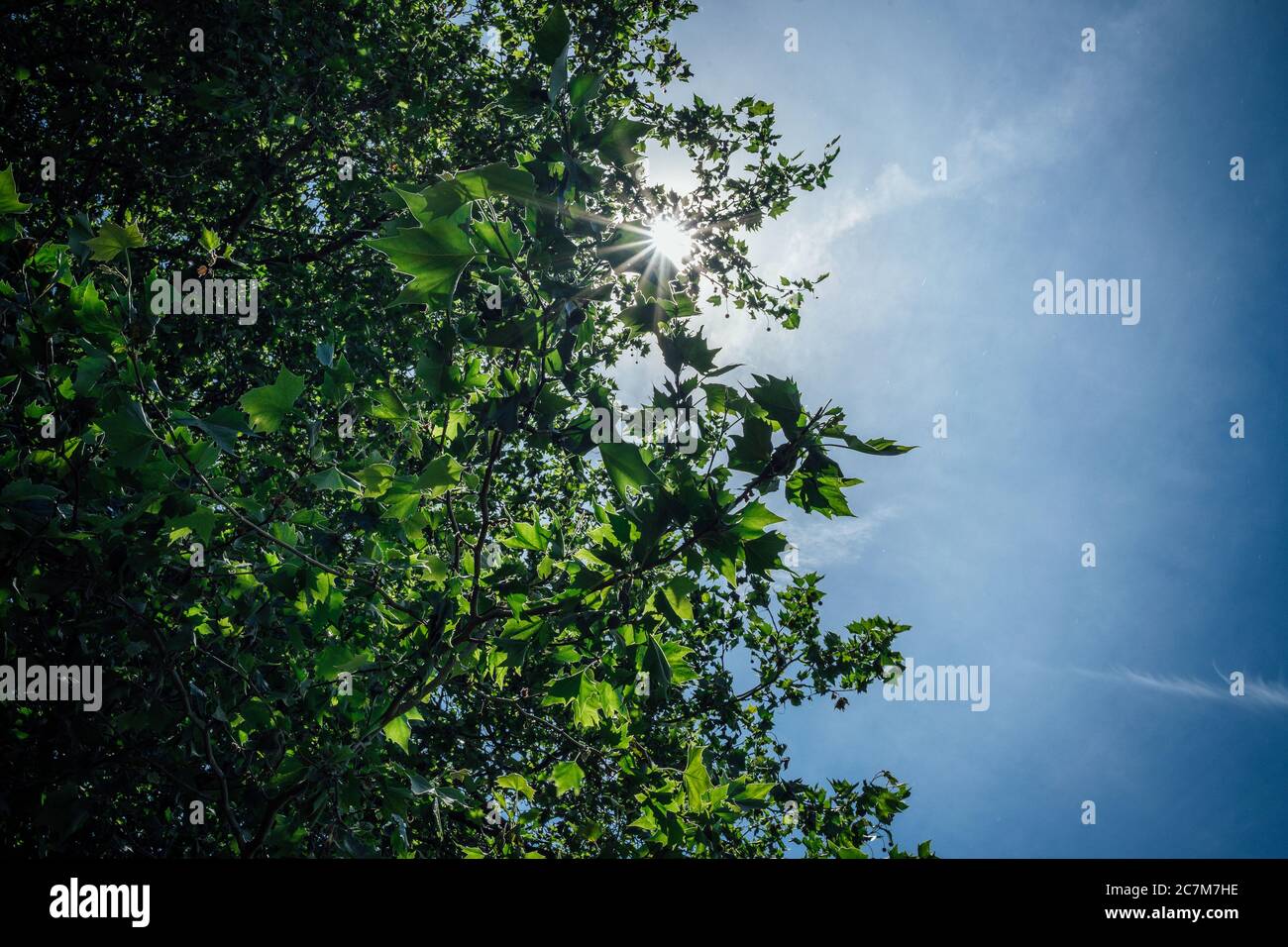 Low angle shot of green leaves on the branches with a ray of sunlight ...