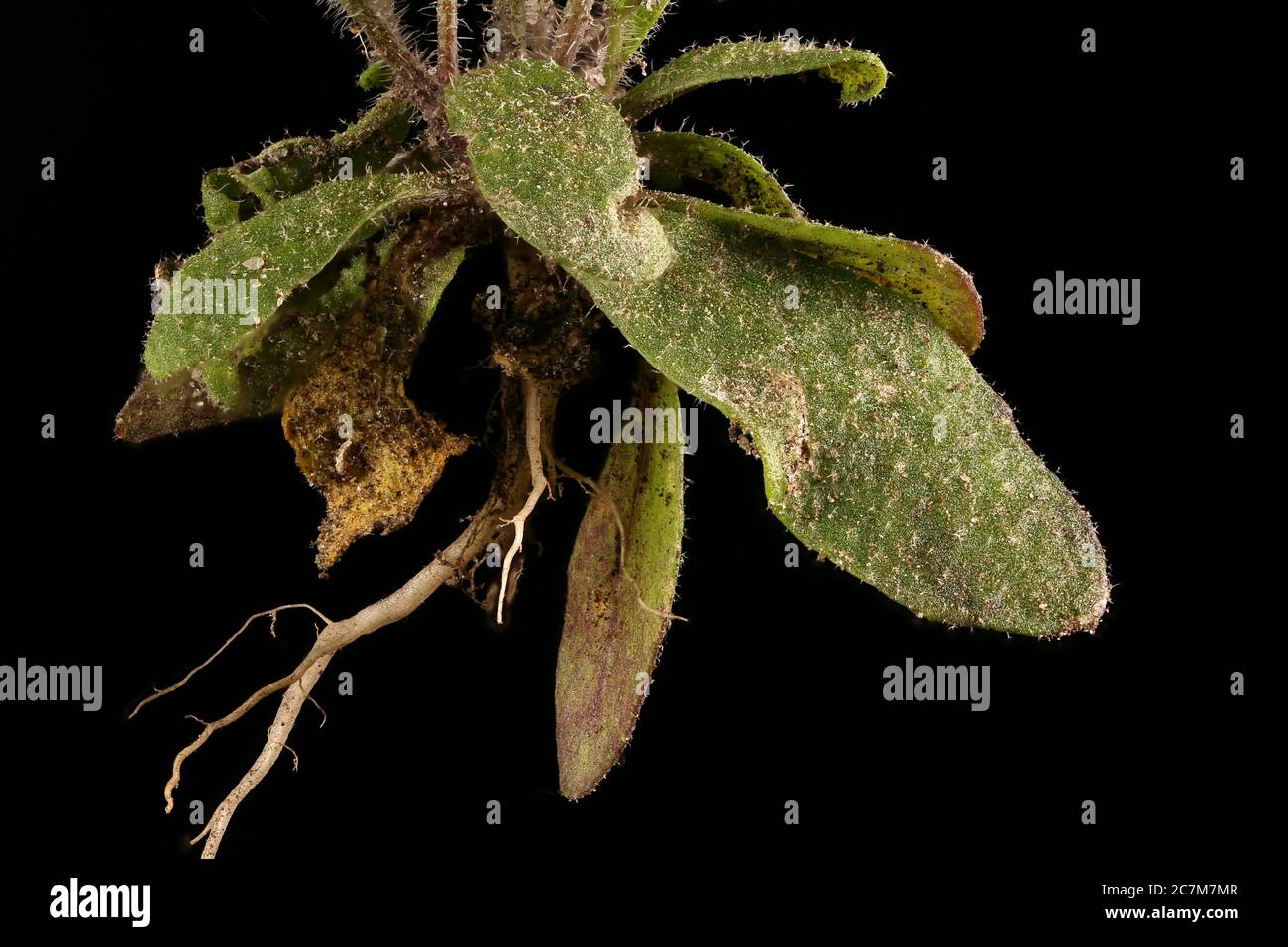 Thale Cress (Arabidopsis thaliana). Leaf Rosette Closeup Stock Photo