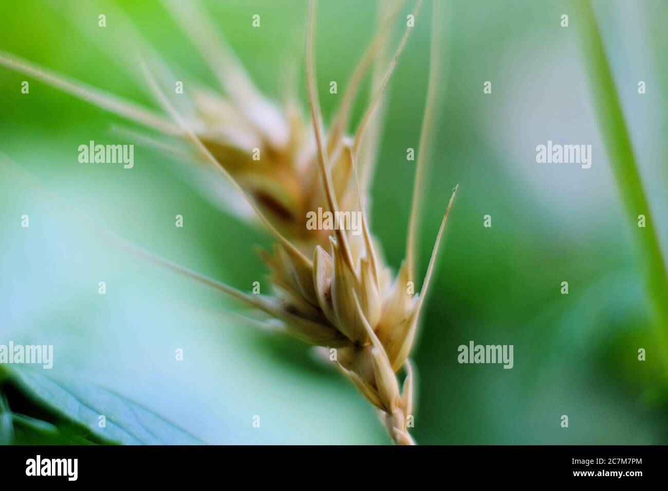 Closeup shot of an ear grass with a blurred background Stock Photo