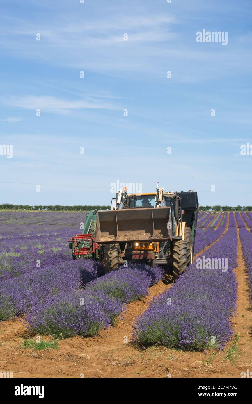 Field of rows of lavender being harvested. Harvester working towards view point over rows gathering crop. Light blue cloudy sky. Portrait  format Stock Photo