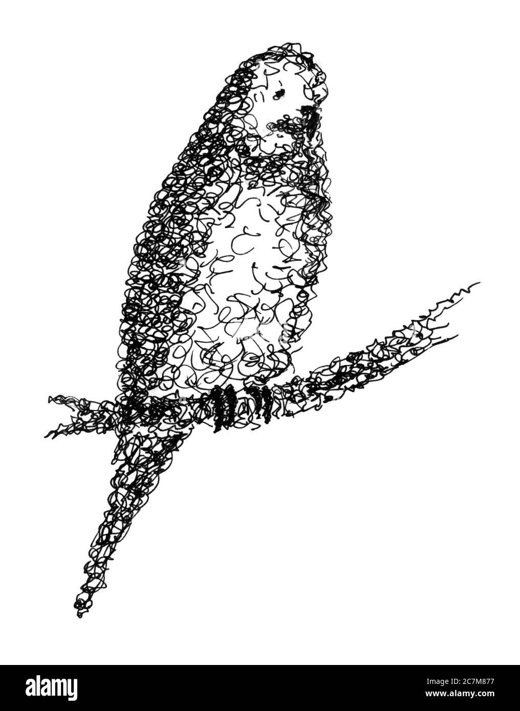 ink drawing of a pet bird Stock Photo
