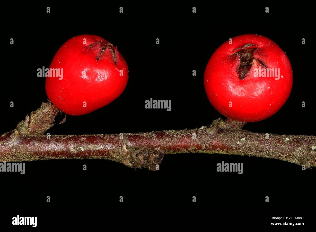 Wall Cotoneaster (Cotoneaster horizontalis). Fruit Closeup Stock Photo