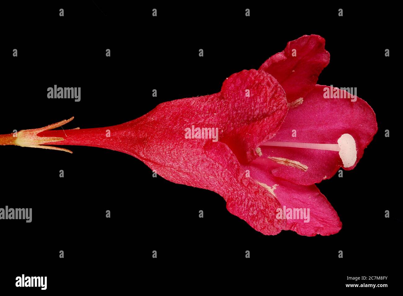 Early-Flowering Weigela (Weigela praecox). Flower Closeup Stock Photo