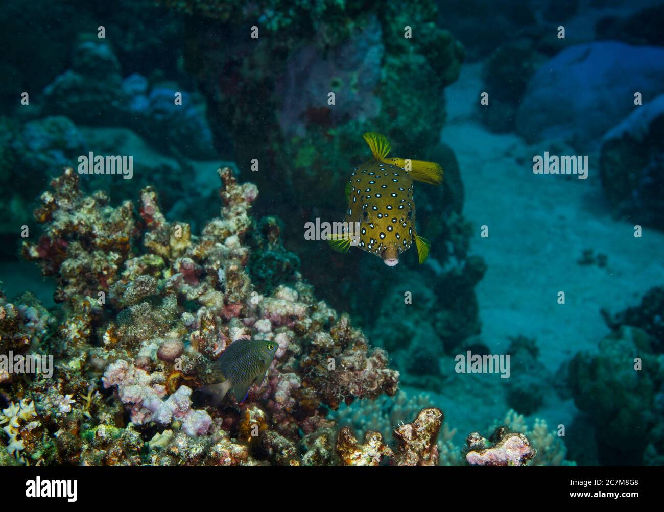 Cube Trunkfish, Ostracion cubicus, with Jewel damselfish Plectroglyphidodon lacrymatus, on coral reef, Hamata, Red Sea, Egypt Stock Photo