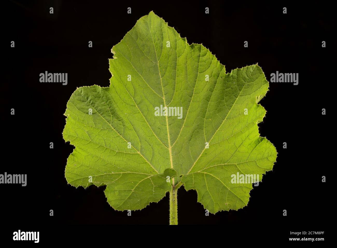 Pumpkin (Cucurbita maxima). Leaf Closeup Stock Photo