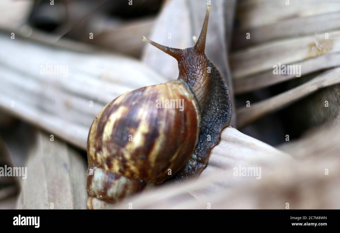 Giant African land snail or Achatina fulica walk on dry leaf. Stock Photo