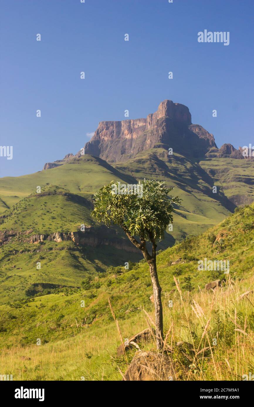 A small Mountain Cabbage Tree, Cussonia Paniculata, standing alone in the Montane Grassland of the Drakensberg Mountains of South Africa, with part of Stock Photo