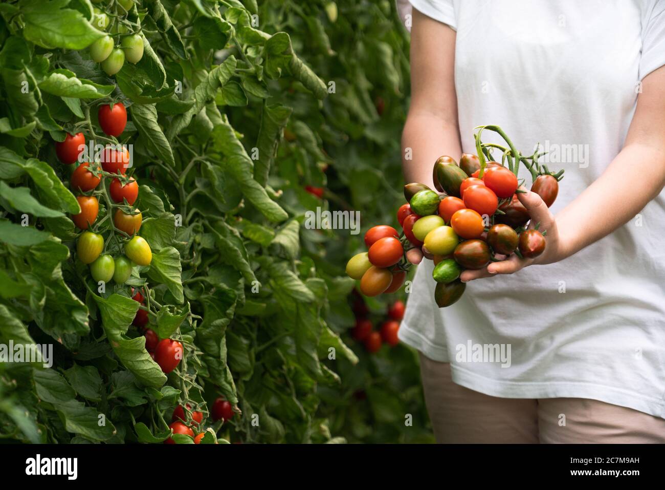 A woman farmer with cherry tomatoes in a greenhouse. Organic farm Stock ...