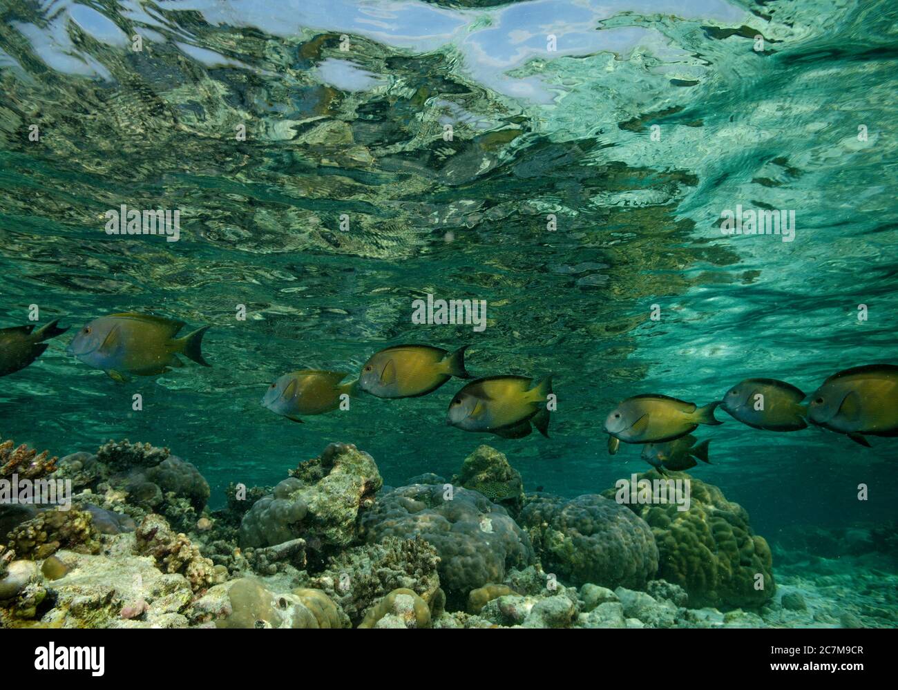 Shoal of Lined Bristletooth, Ctenochaetus striatus, swimming over coral reef in Bathala, Maldives Stock Photo