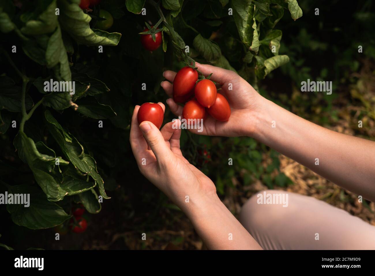 A woman farmer with cherry tomatoes in a greenhouse. Organic farm Stock ...