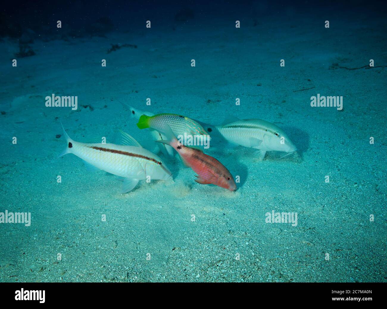 Four Dash-and-dot goatfish, Parupeneus barberinus, searching for food in sandy seabed, in Maldives Stock Photo
