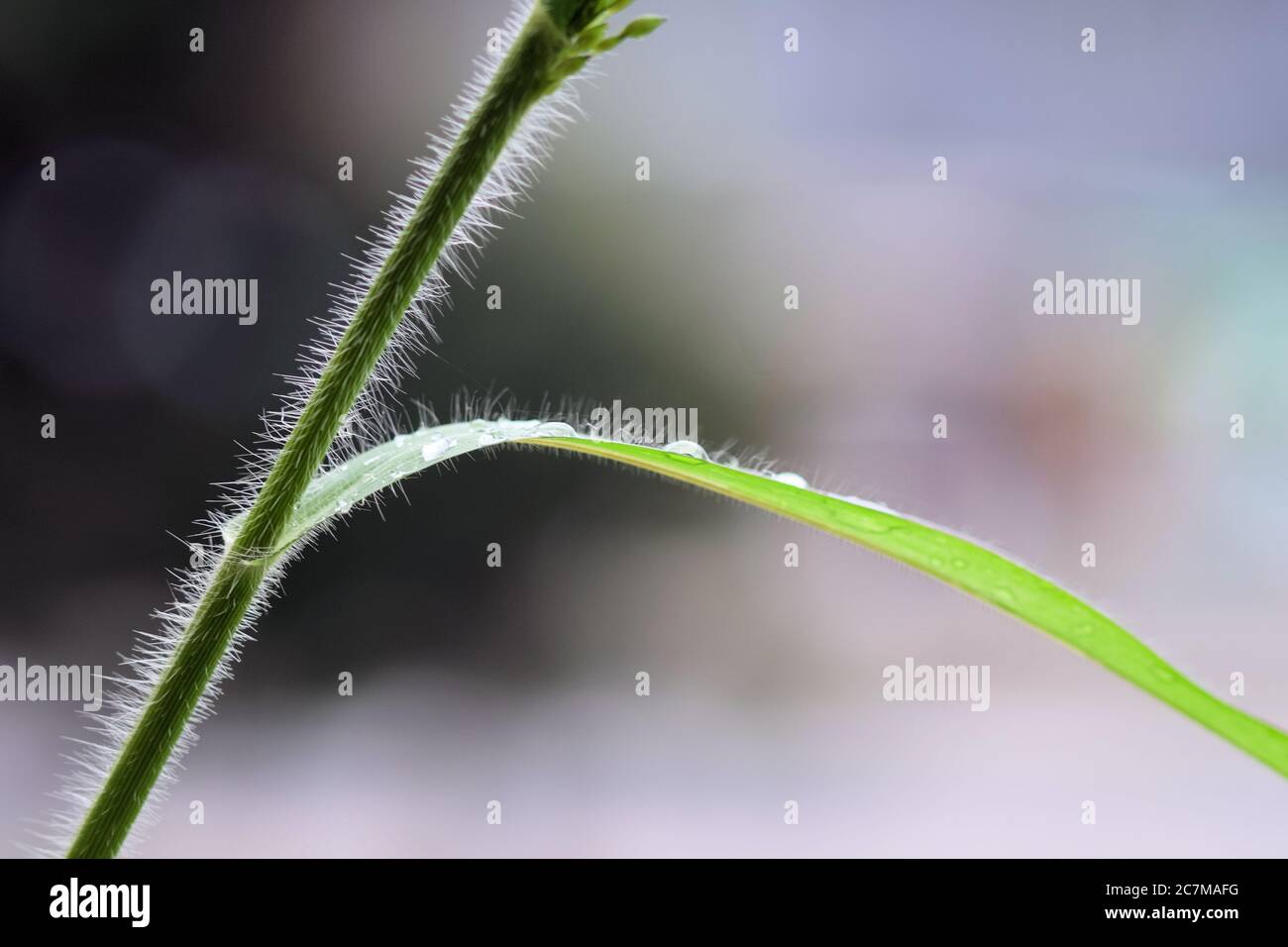 Closeup shot of a hairy stem with droplets of water on the leaf with a blurred background Stock Photo