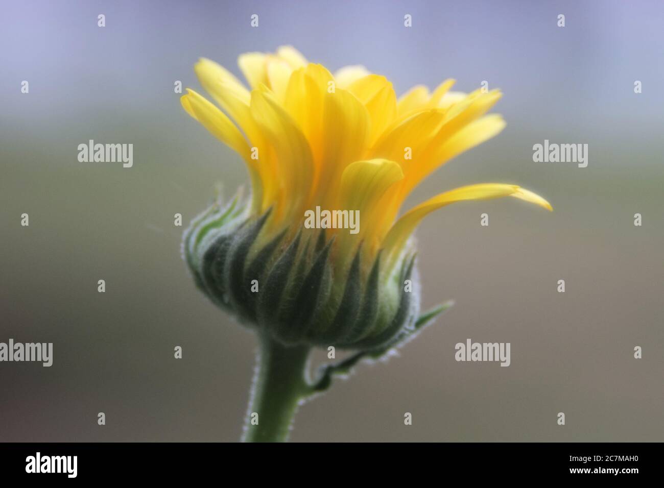 Selective focus shot of a half-bloomed yellow flower with a blurred background Stock Photo