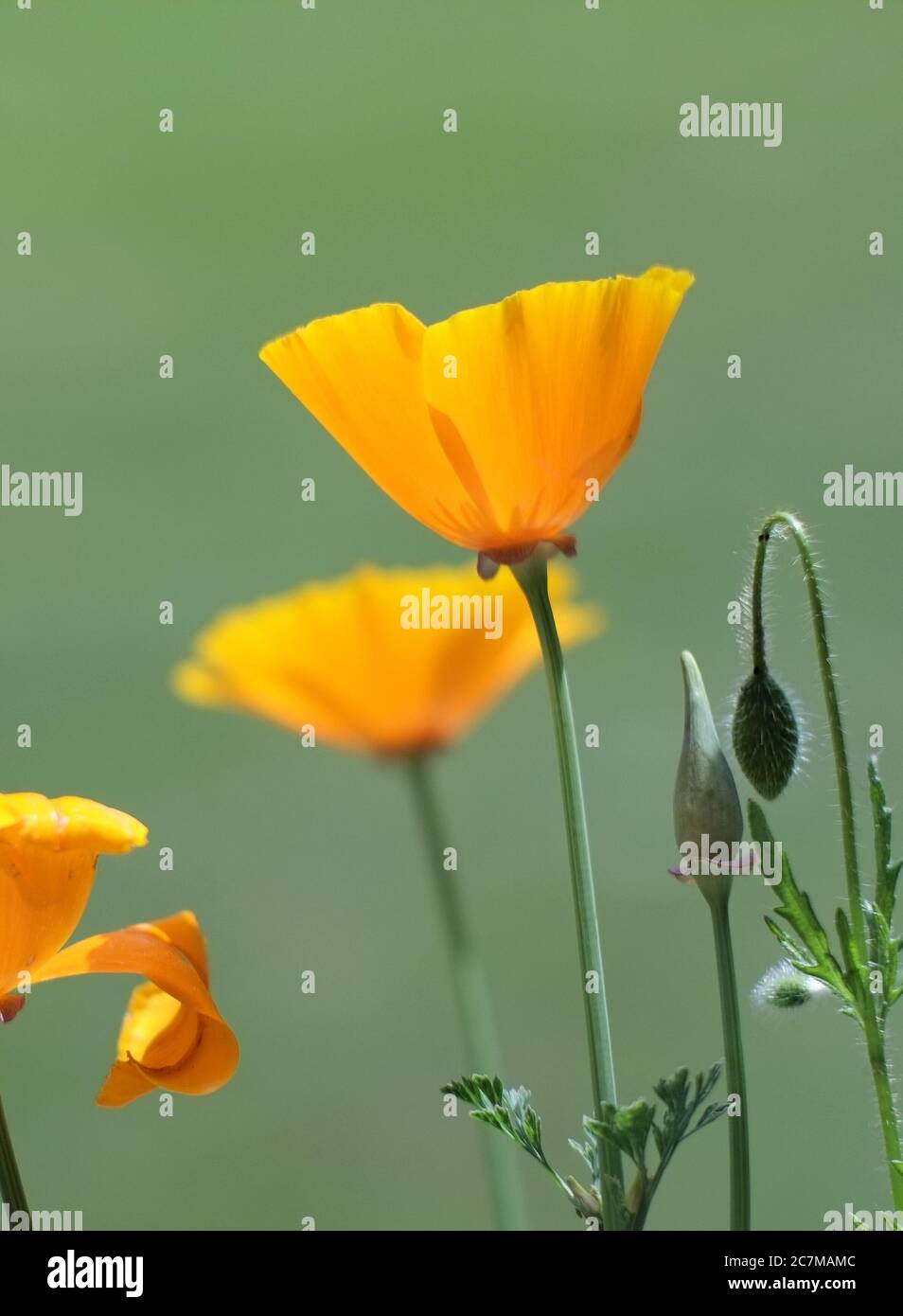 Vertical selective focus shot of beautiful yellow California poppies with a blurred green background Stock Photo