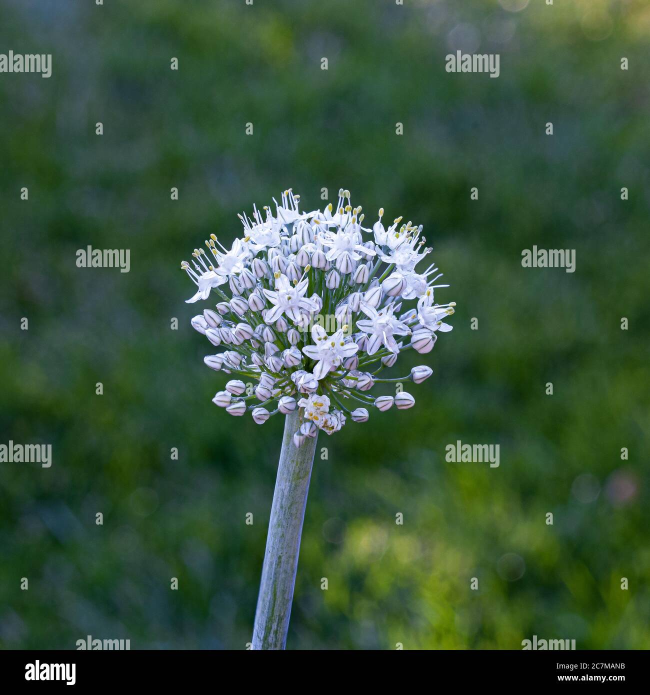 Oschaninii hires stock photography and images Alamy