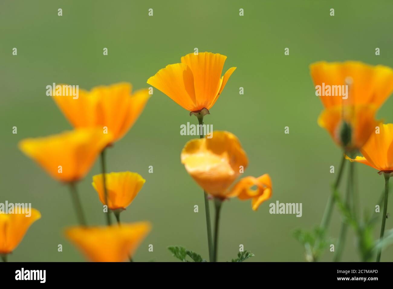 Selective focus shot of beautiful yellow California poppies with a blurred green background Stock Photo