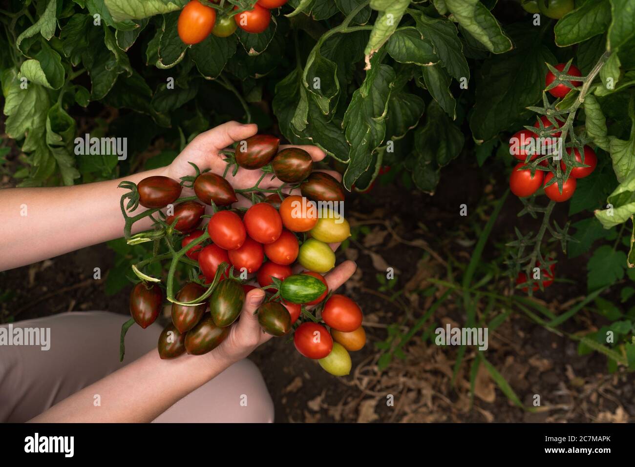 A woman farmer with cherry tomatoes in a greenhouse. Organic farm Stock ...