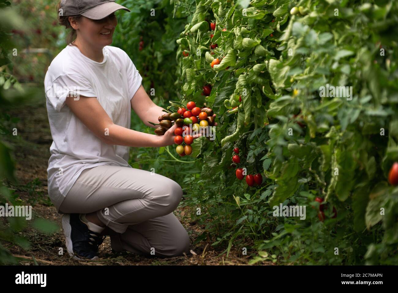 A woman farmer with cherry tomatoes in a greenhouse. Organic farm Stock ...