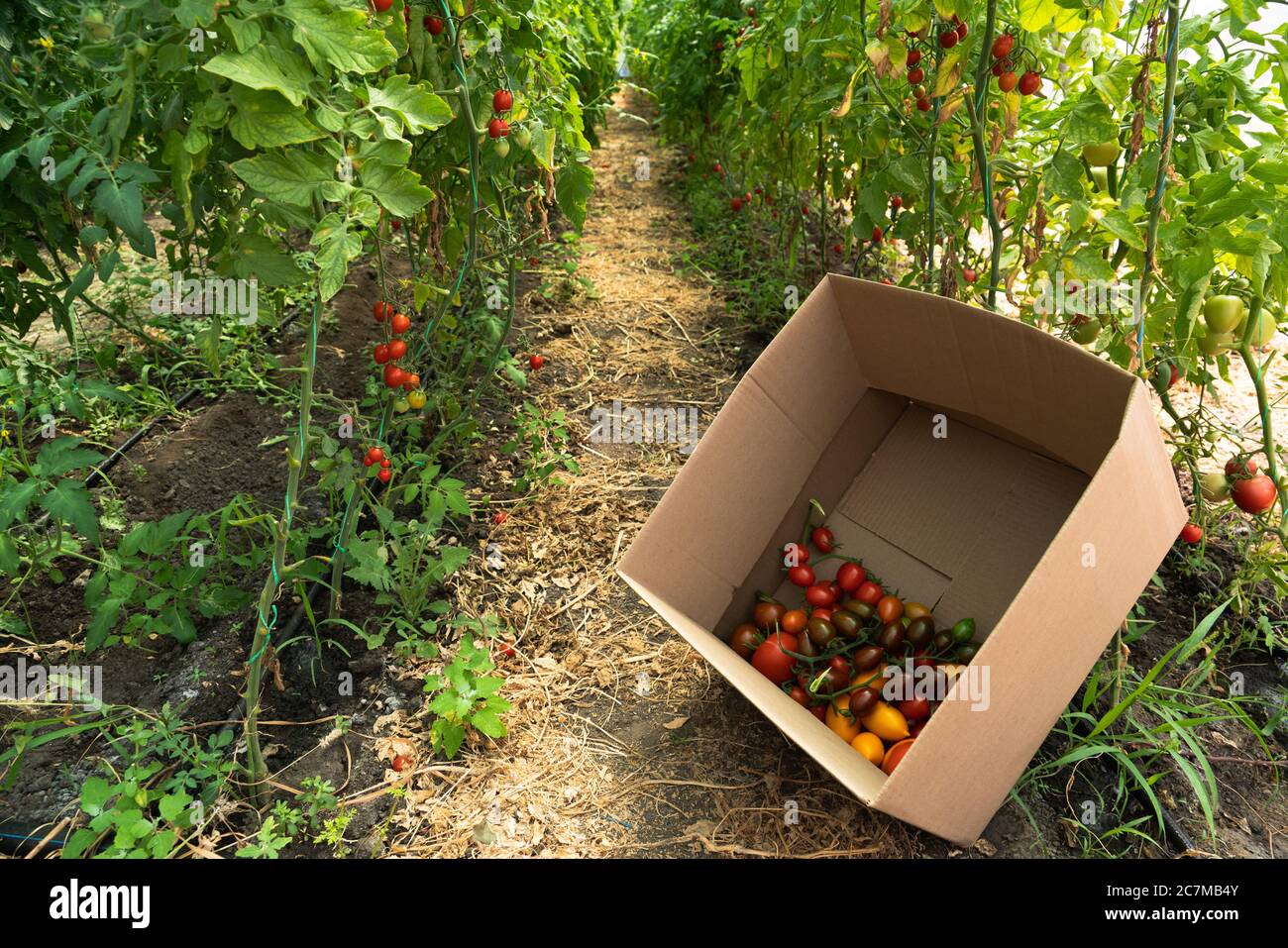 Greenhouse with cherry tomatoes. Organic farm  Stock Photo