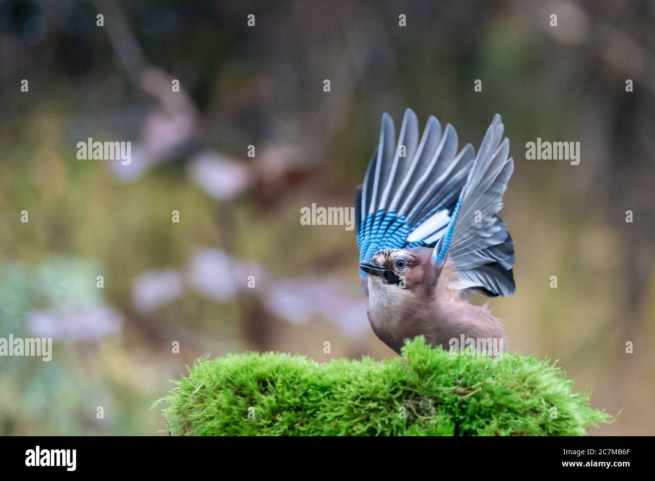 Closeup shot of a blue jay bird getting ready to fly on a blurred background Stock Photo