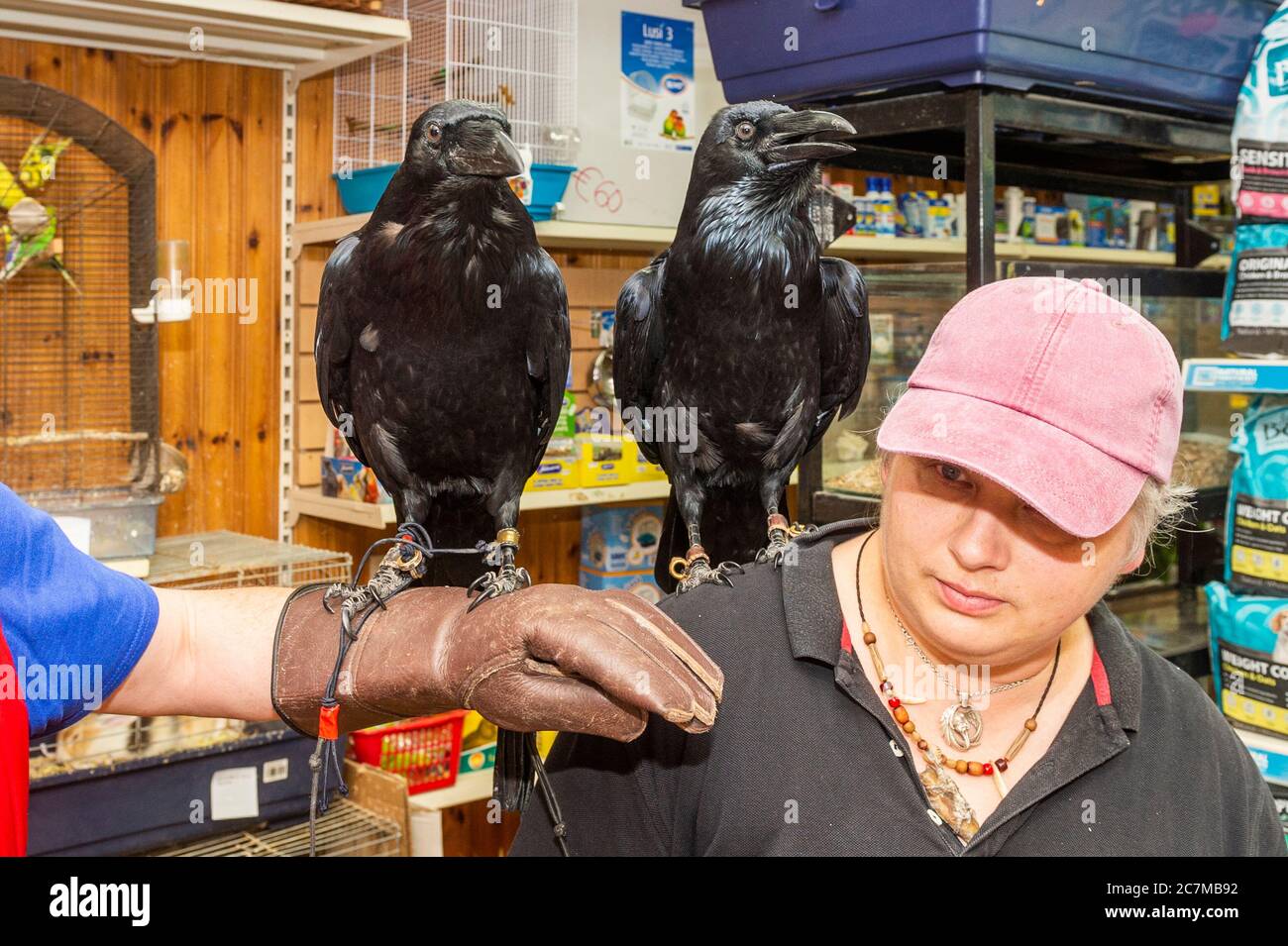 Bantry, West Cork, Ireland. 18th July, 2020. Bantry Pet and Equine Pet Shop, owned and run by Gemma Dale, was host to 2 Ravens this morning. The Ravens have been rehabilitated by Scythe O'Brien of Ravenstone Rehab Centre after they were sent to her by Bantry based vet, Fachtna Collins. Because of their on-going health issues, the birds cannot be released into the wild and therefore stay at the Rehab Centre as long term residents. The centre is not a charity and is funded wholly by Scythe O'Brien. Credit: AG News/Alamy Live News Stock Photo