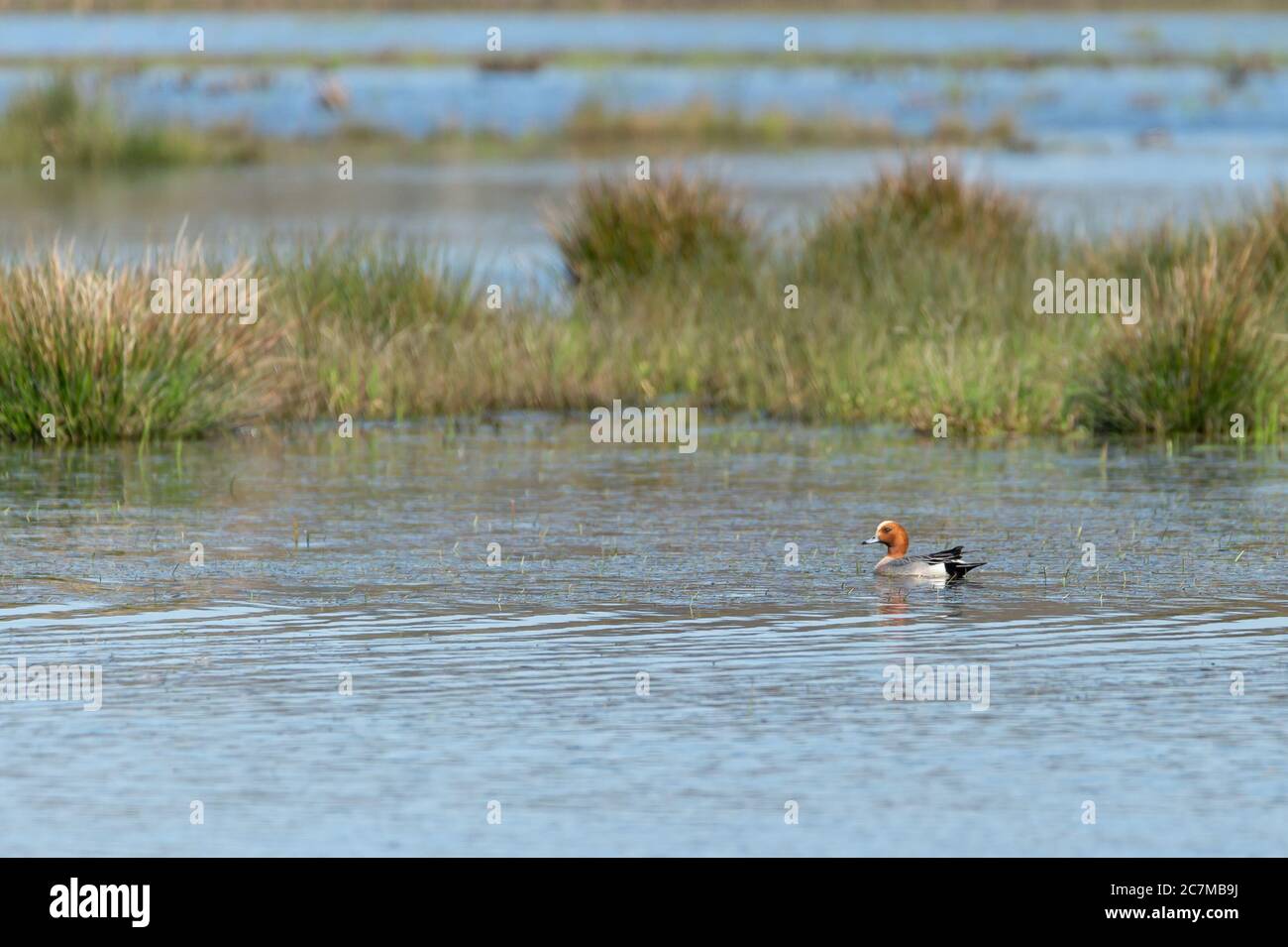 Brown and grey duck swimming in a lake during daytime with a blurred