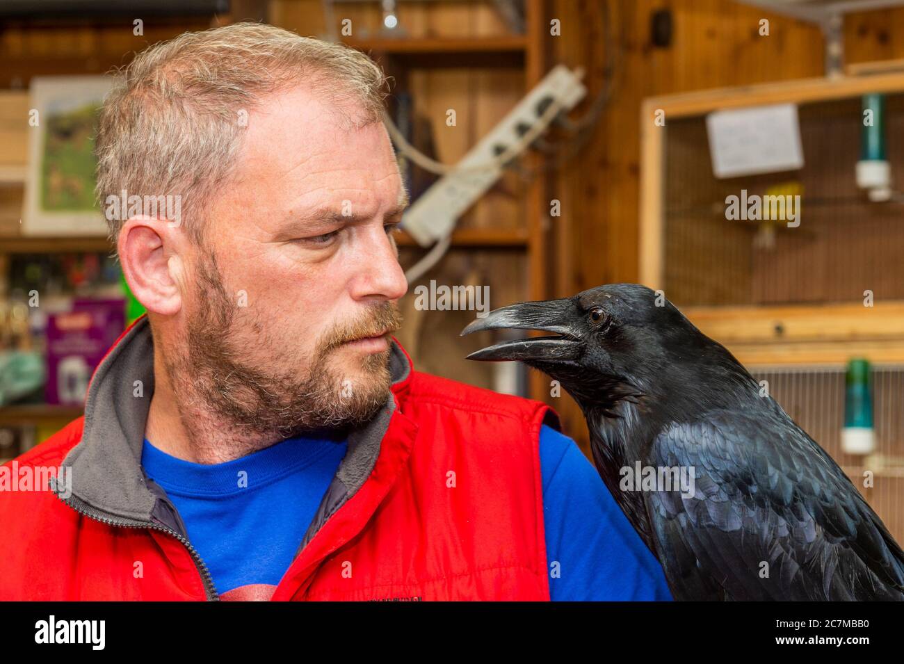 Bantry, West Cork, Ireland. 18th Jul, 2020. Bantry Pet and Equine Pet Shop, owned and run by Gemma Dale, was host to 2 Ravens this morning. The Ravens have been rehabilitated by Scythe O'Brien of Ravenstone Rehab Centre after they were sent to her by Bantry based vet, Fachtna Collins. Because of their on-going health issues, the birds cannot be released into the wild and therefore stay at the Rehab Centre as long term residents. The centre is not a charity and is funded wholly by Scythe O'Brien. Manitou the Ravem is pictured with Darren Hand of Approved Raw Pet Foods. Credit: AG News/Alamy Li Stock Photo