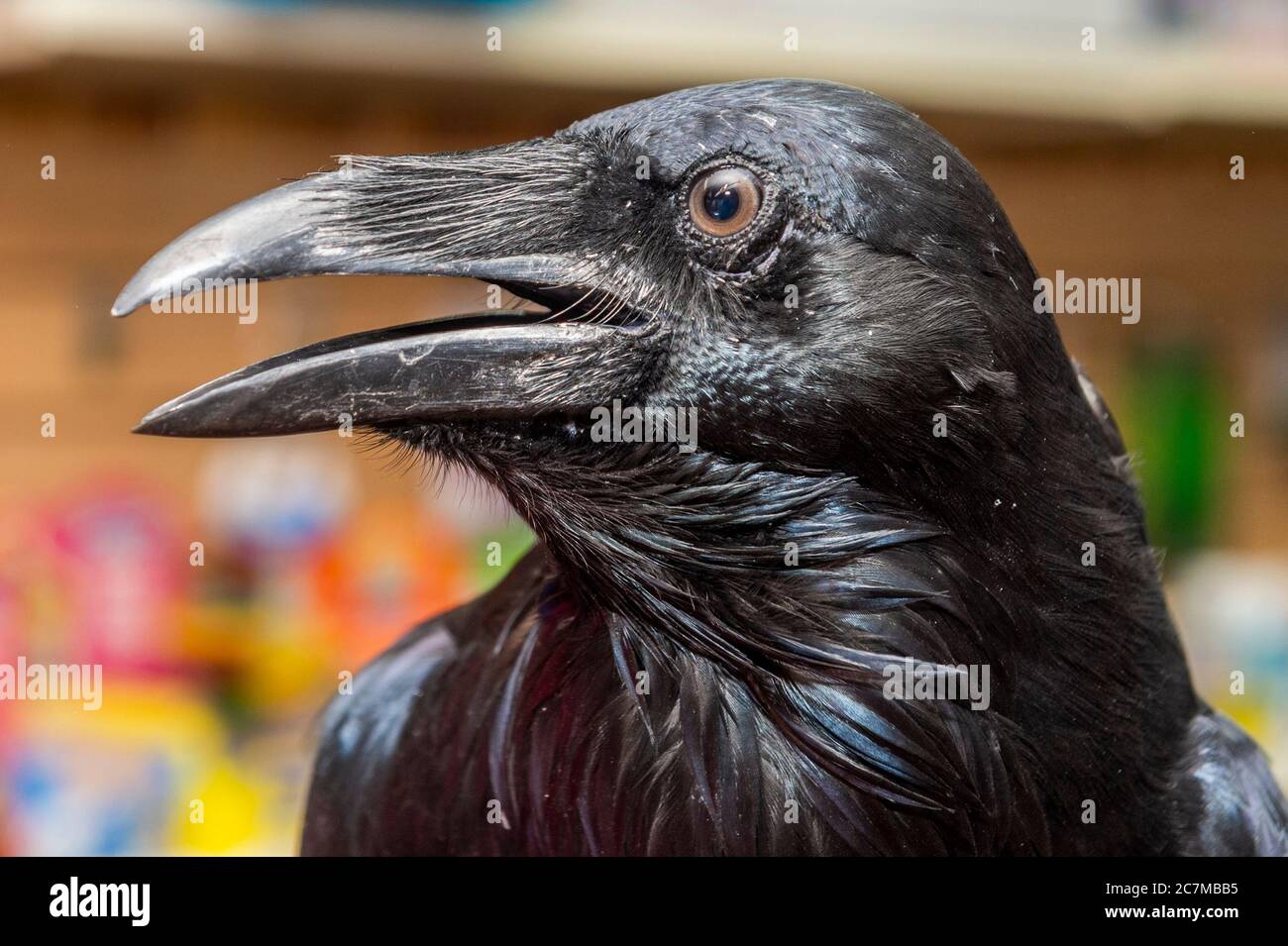 Bantry, West Cork, Ireland. 18th July, 2020. Bantry Pet and Equine Pet Shop, owned and run by Gemma Dale, was host to 2 Ravens this morning. The Ravens have been rehabilitated by Scythe O'Brien of Ravenstone Rehab Centre after they were sent to her by Bantry based vet, Fachtna Collins. Because of their on-going health issues, the birds cannot be released into the wild and therefore stay at the Rehab Centre as long term residents. The centre is not a charity and is funded wholly by Scythe O'Brien. Credit: AG News/Alamy Live News Stock Photo