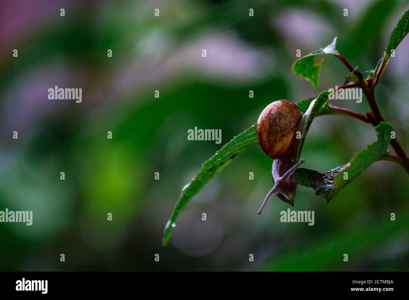 Close-up of a land snail after summer rain sitting on a leaf Stock Photo