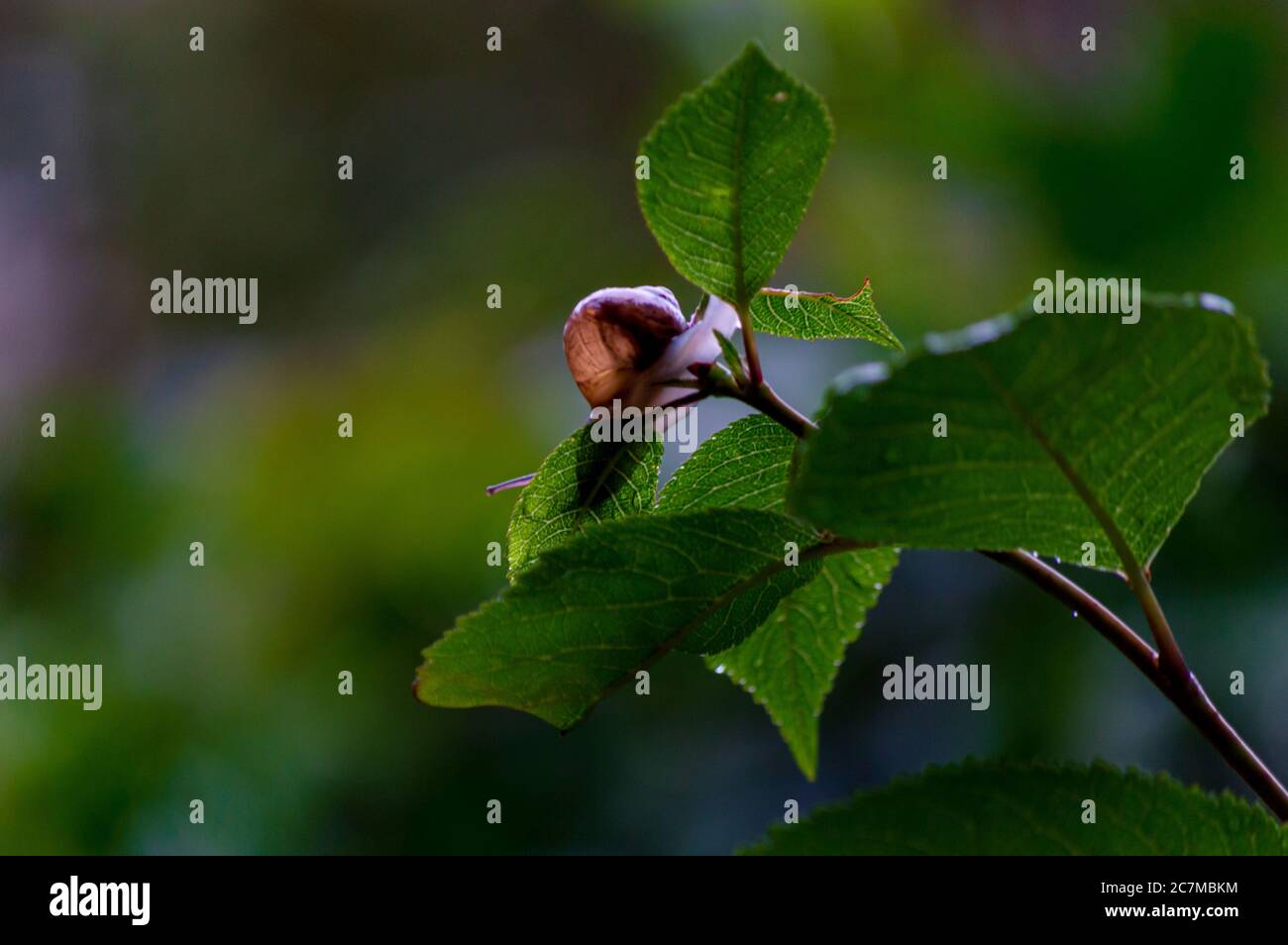 Close-up of a land snail moving from one leaf to another. Stock Photo