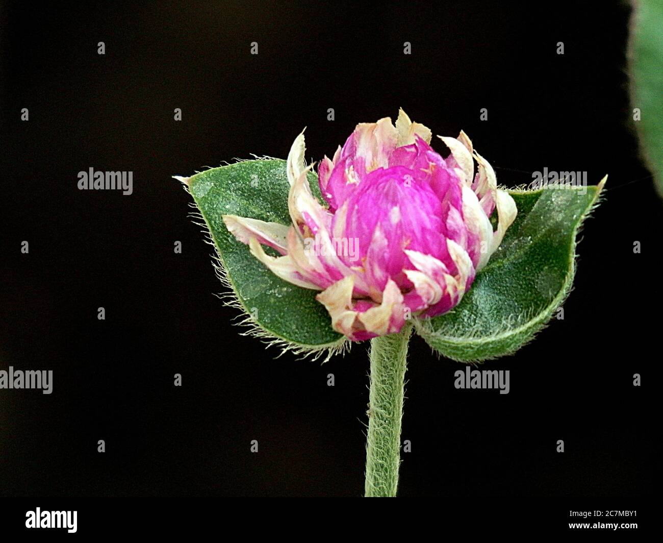 Closeup shot of a flower with hairy stem and leaves with a black