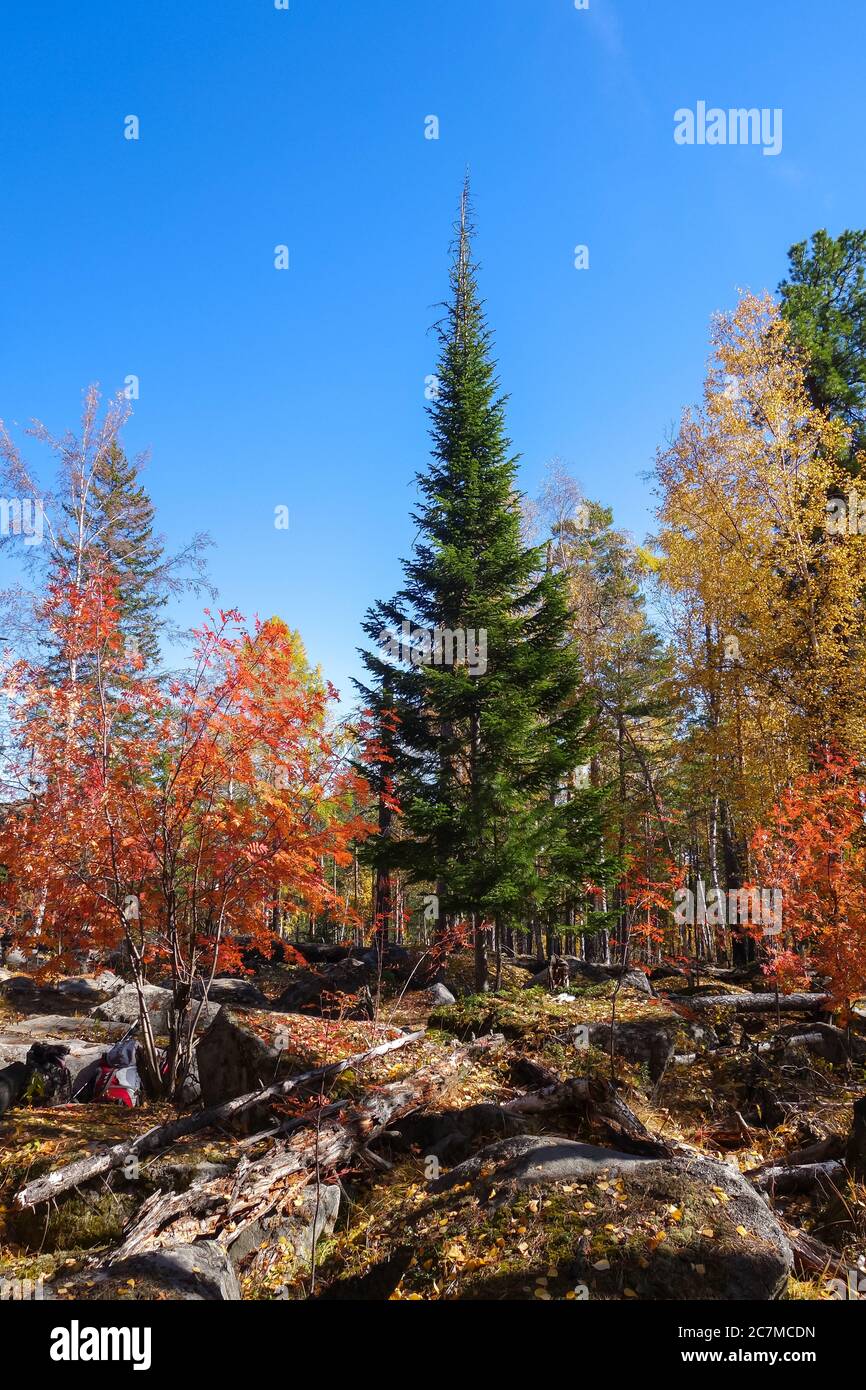 Green spruce in the autumn forest among trees with yellow and red leaves, against a blue sky. Sunny early autumn. Bright colorful forest in the autumn Stock Photo